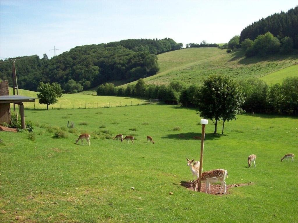 Apartment Hof Goerrespesch-ferien Im Herzen Der Schneifel Schlausenbach